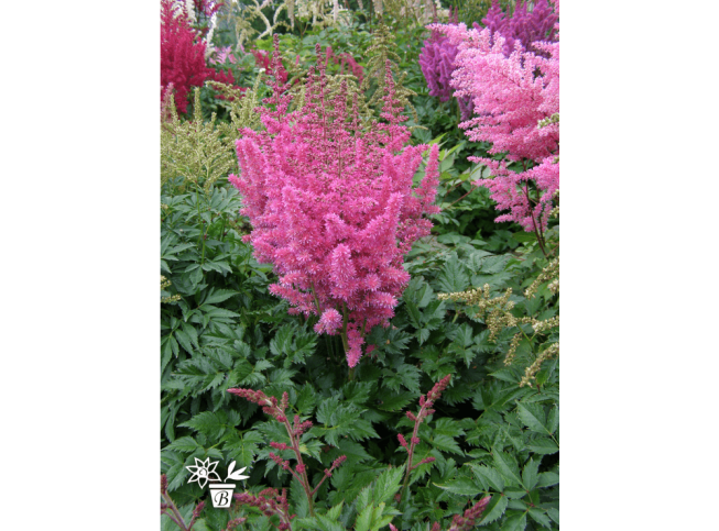 Astilbe chinensis   'Little Vision in Pink'